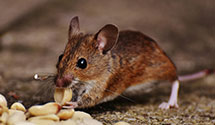 24 Hour & Emergency Exterminators in Warm Springs, VA